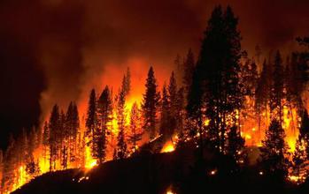 Forest burning because of a wild fire